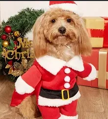 Rent Pet Supplies
